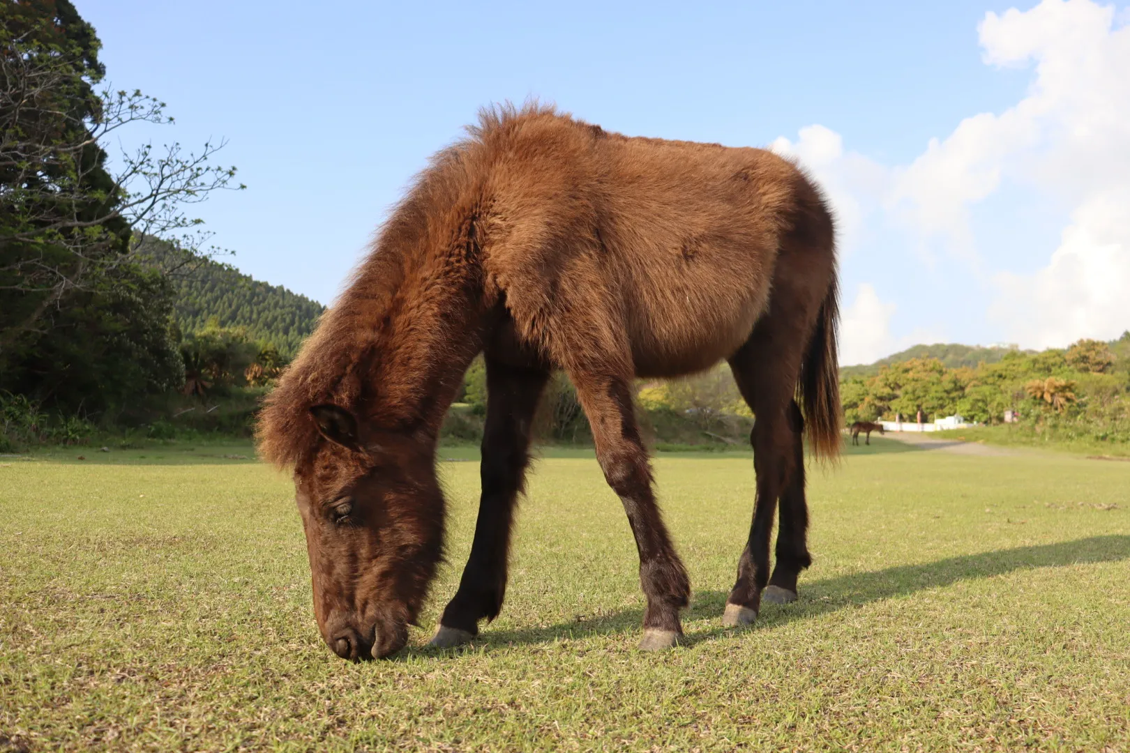 美しい自然の風景写真 馬